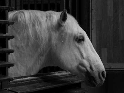 Horse BnW (PP) | 1/250 sec | f/5.6 | 55.0 mm | ISO 160