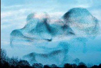 Starlings